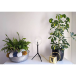 Lampa stołowa szklana kula Andrew Czarny/Przeźroczysty marki Markslojd