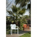 Krzesło ogrodowe z podłokietnikami DIVA białe marki Siesta